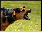 Dog Leash Training