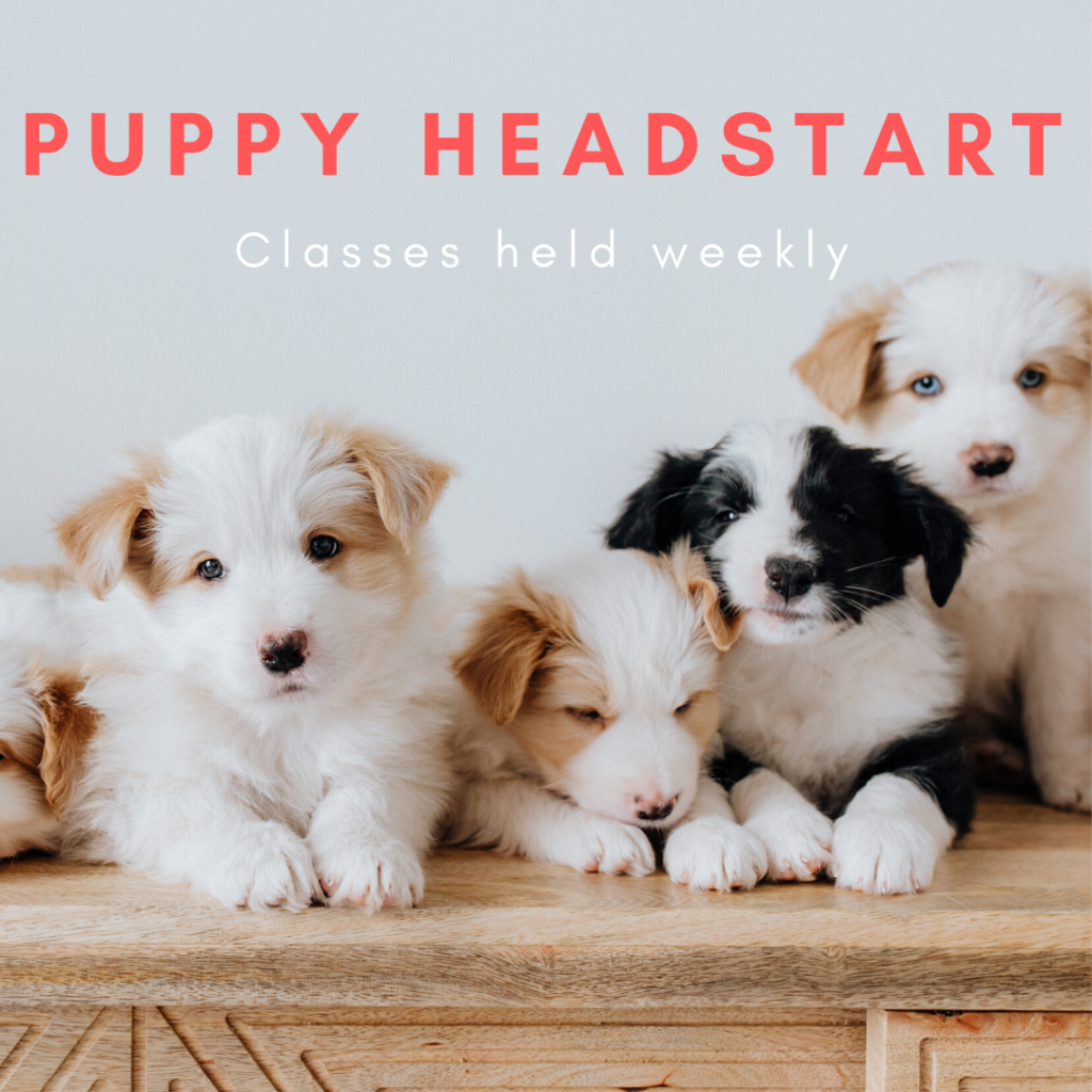 puppy training and socialisation classes near me